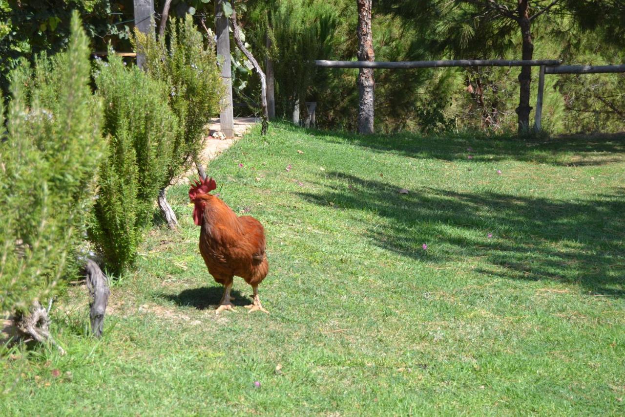 Casa De Campo Vale Do Asno Алтура Екстериор снимка